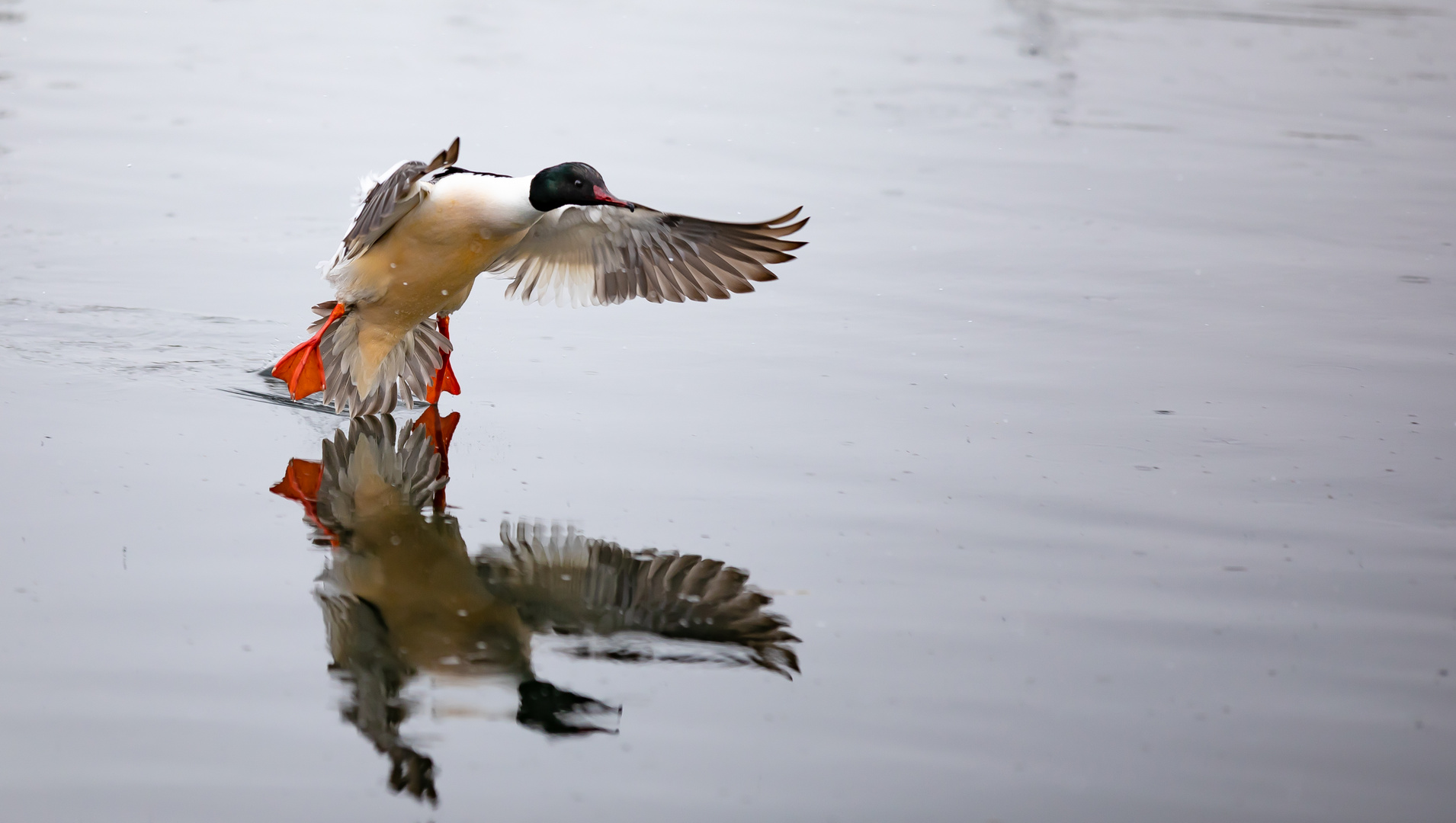 der Erpel der Gänsesäger