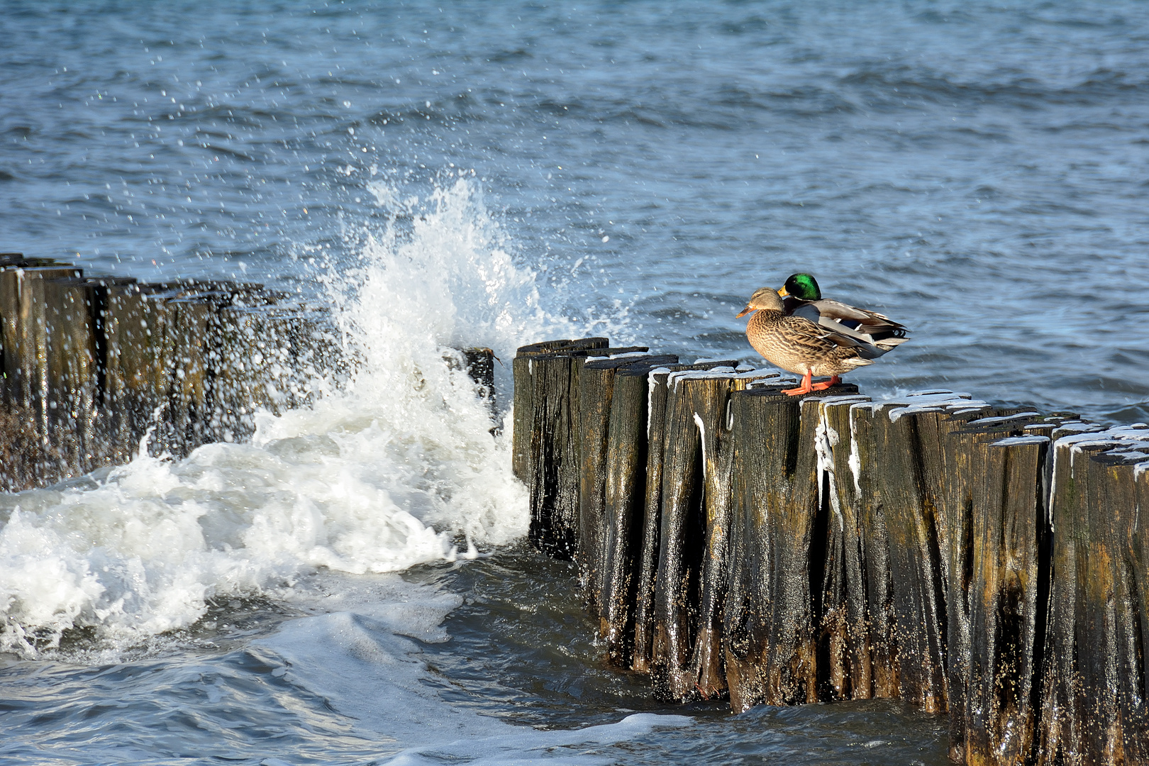 Der Erpel zu der Ente spricht, im kalten Wasser geht es nicht