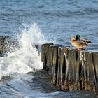 Der Erpel zu der Ente spricht, im kalten Wasser geht es nicht