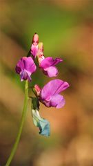 Der erstaunliche Farbwandel der Blüten der Frühlings-Platterbse (Lathyrus vernus)