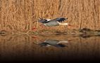 Möwe,Storch,Reiher