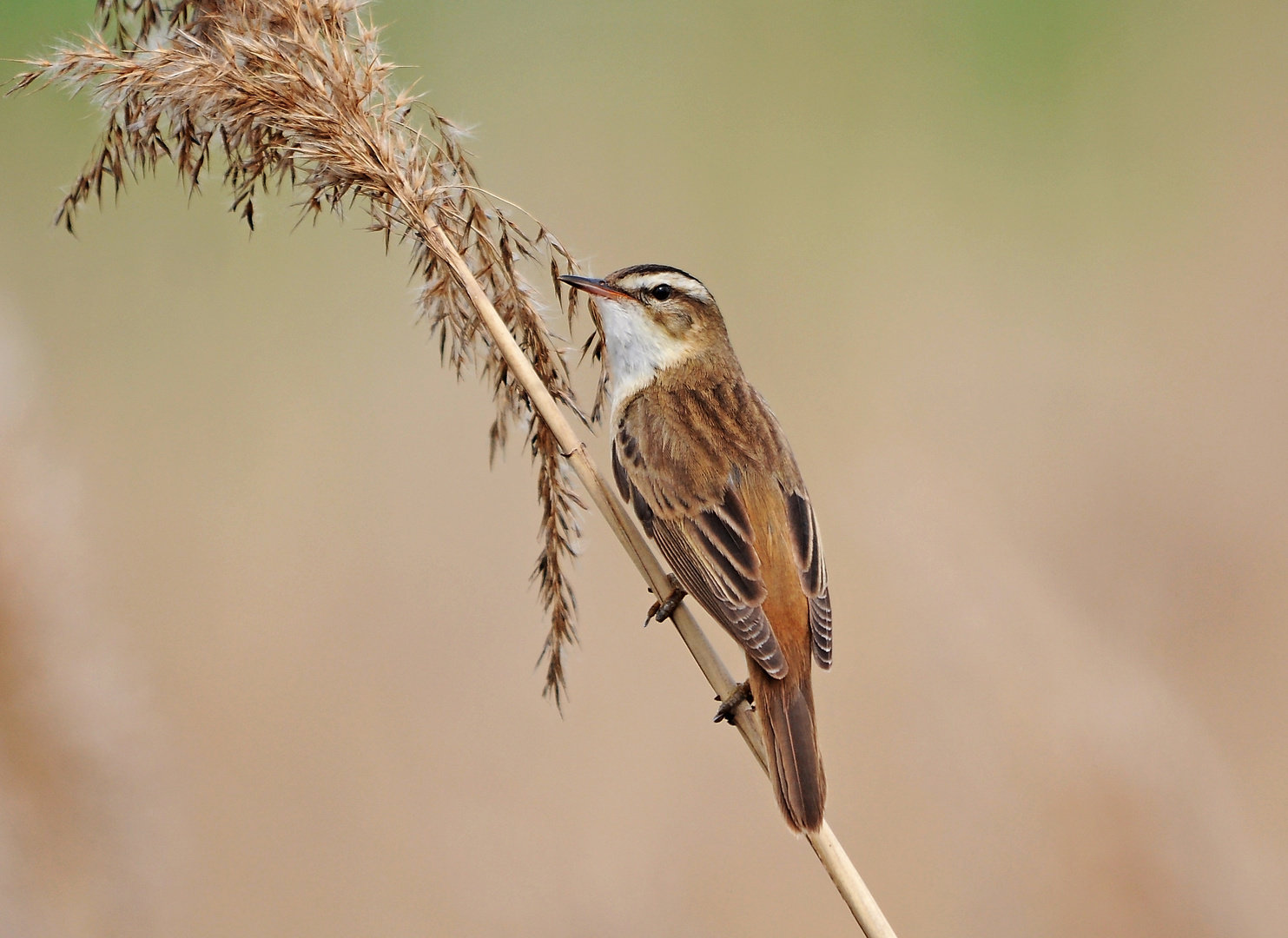 Der Erste Foto & Bild tiere, wildlife, wild lebende vögel Bilder auf