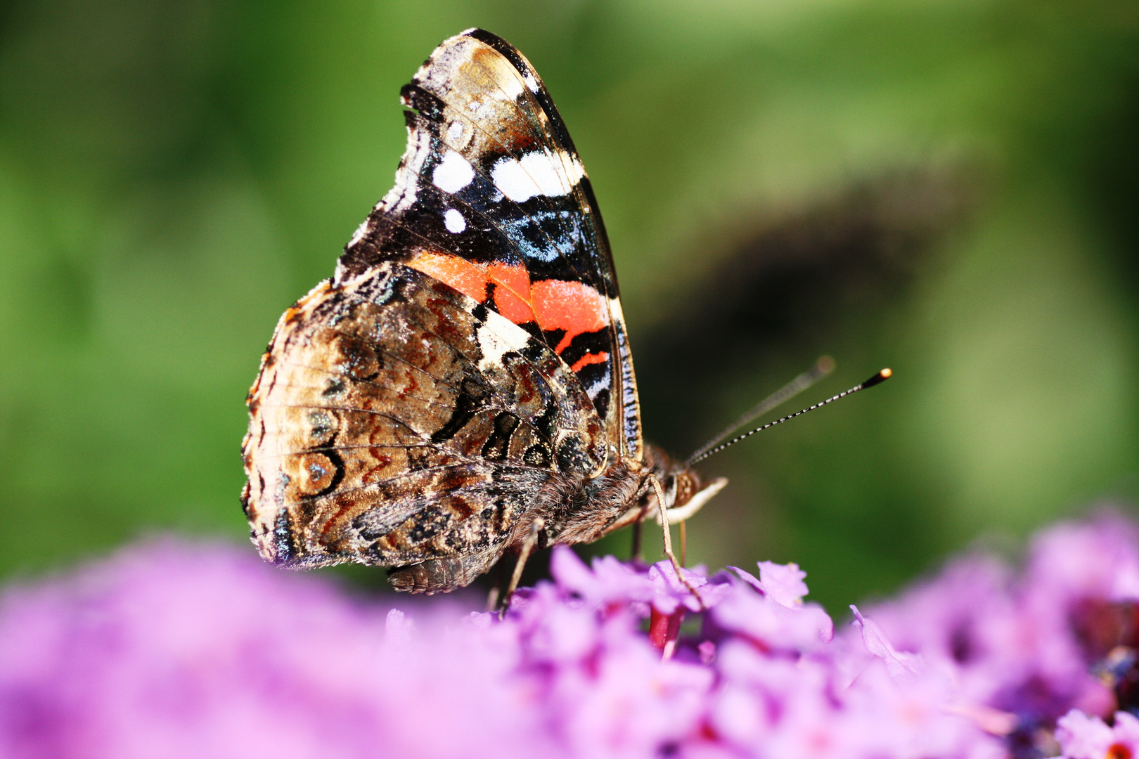 Der erste Admiral in meinem Garten !!