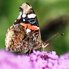 Der erste Admiral in meinem Garten !!