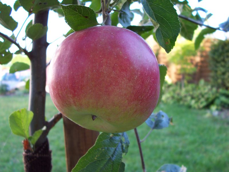 Der erste Apfel!