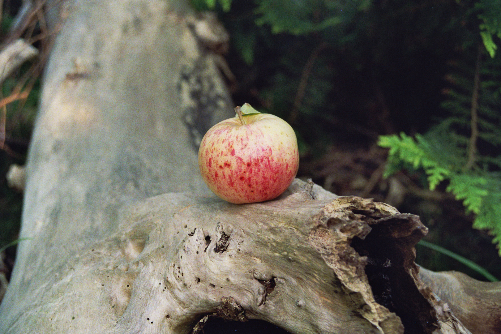 Der erste Apfel