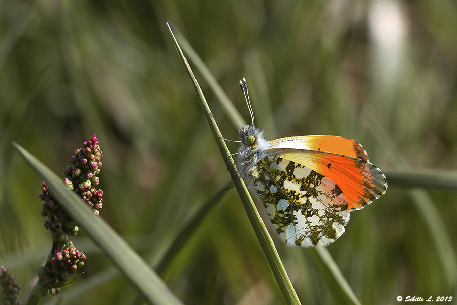 Der erste Aurorafalter (Anthocharis cardamines)...