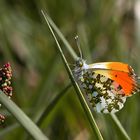 Der erste Aurorafalter (Anthocharis cardamines)...