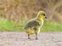 der erste ausflug......