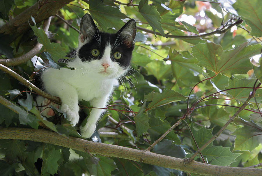 Der erste Ausflug unsere Katze...