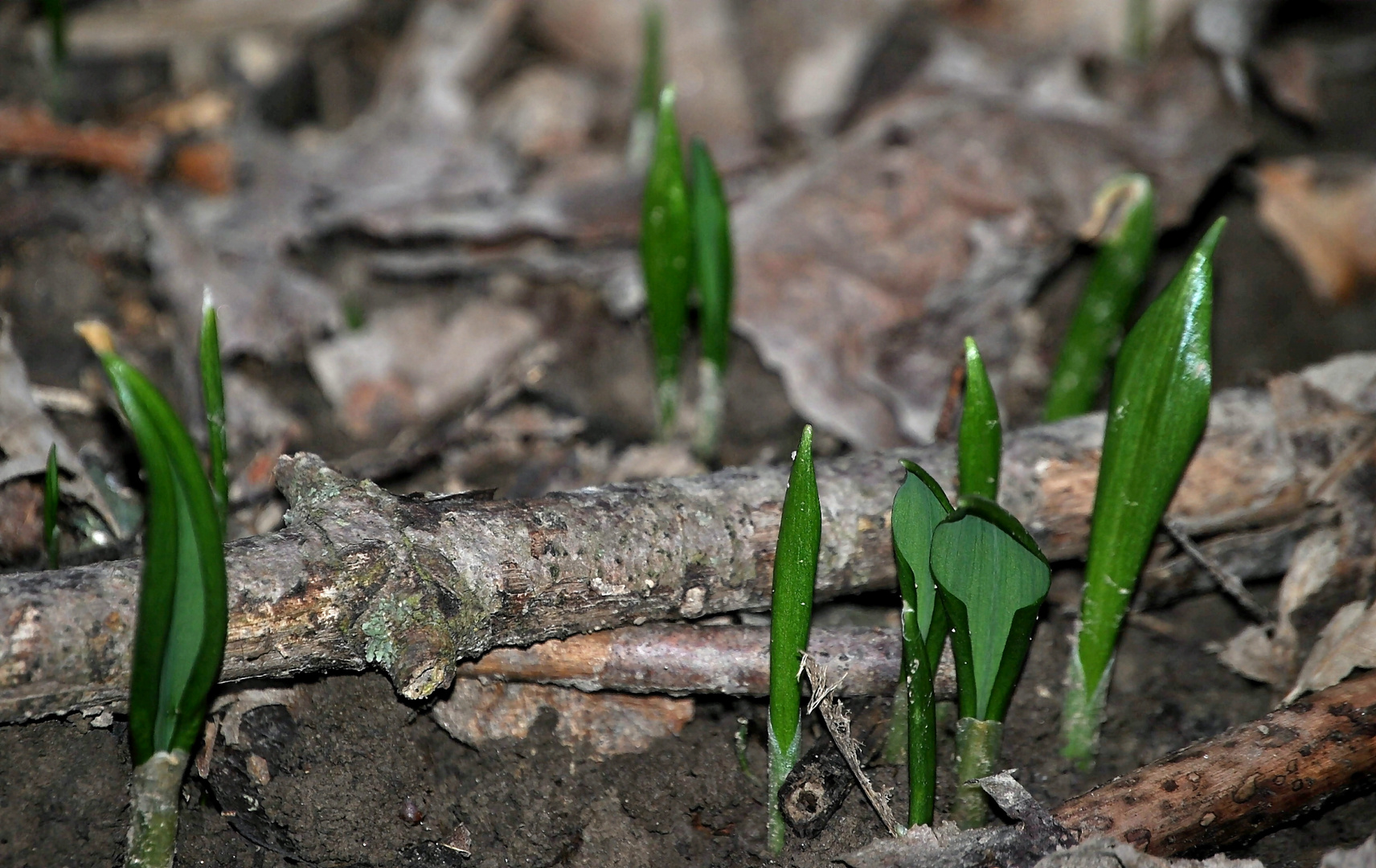 Der erste Bärlauch 2012