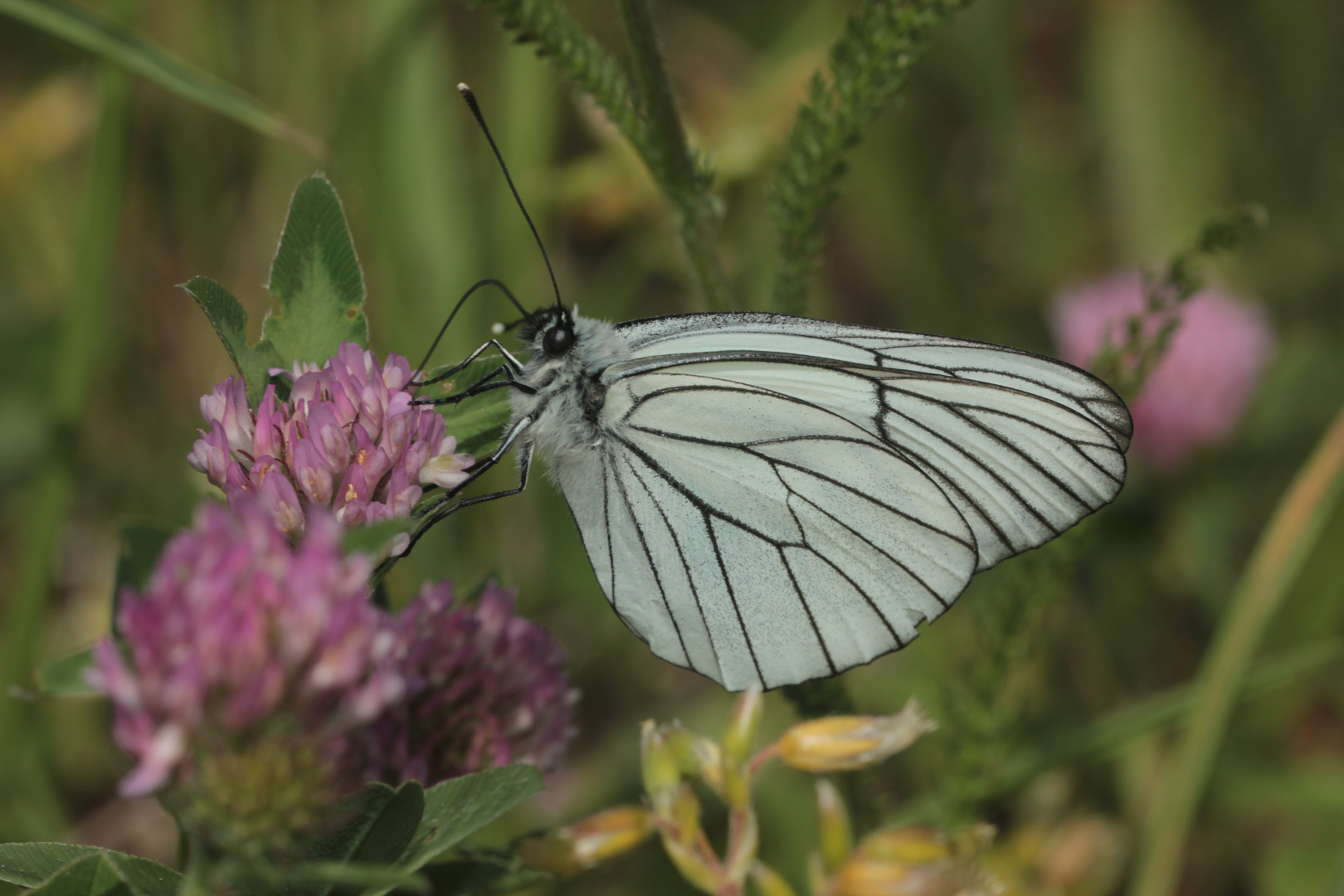 Der erste Baumweißling (Aporia crataegi) seit Jahren!