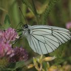 Der erste Baumweißling (Aporia crataegi) seit Jahren!