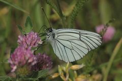 Der erste Baumweißling (Aporia crataegi) seit Jahren!