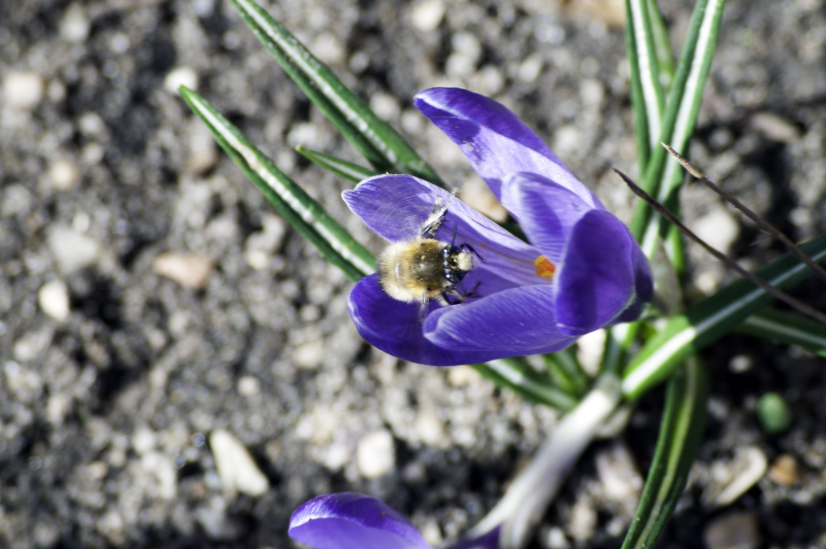 Der erste Besucher