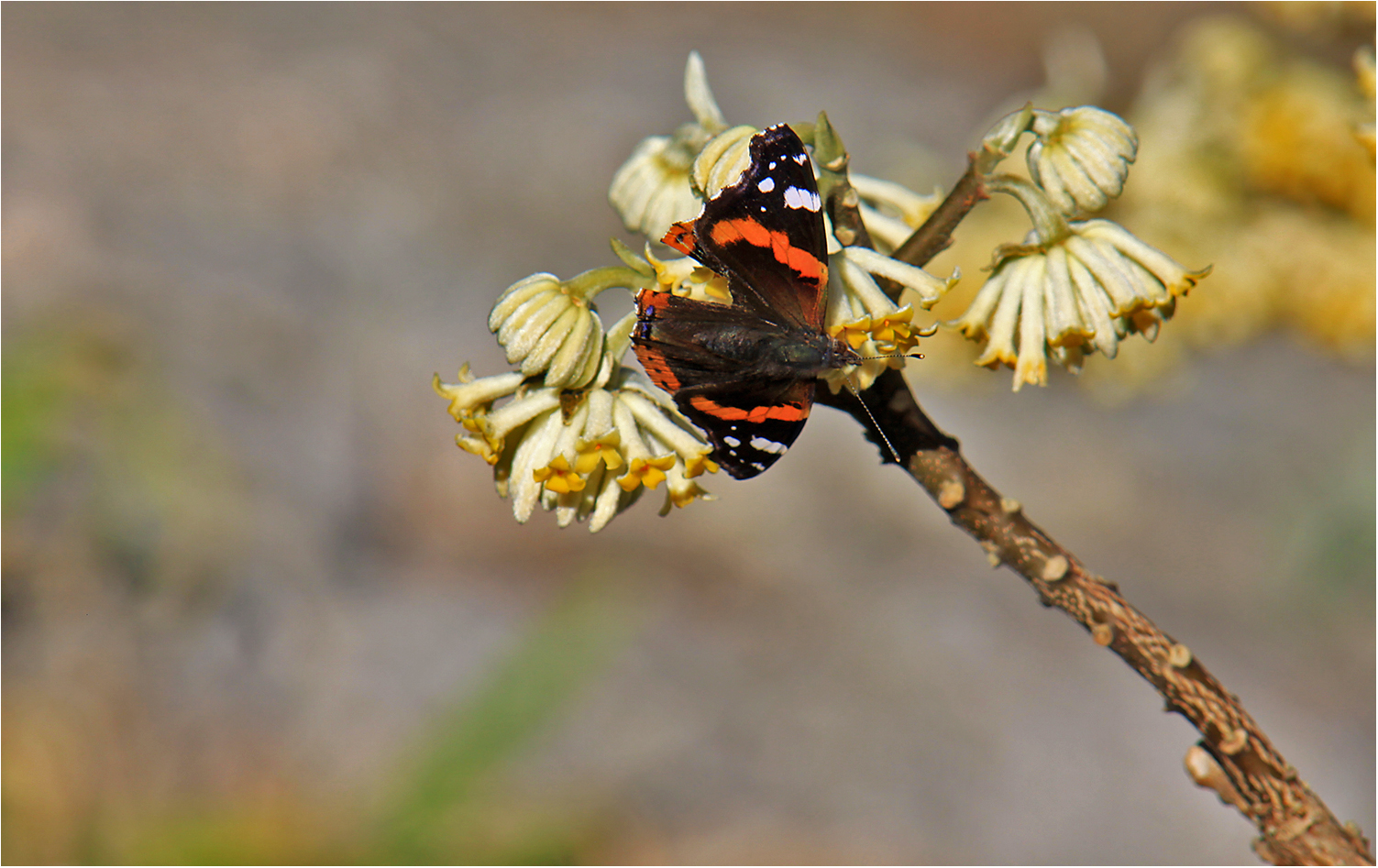 Der erste Besucher