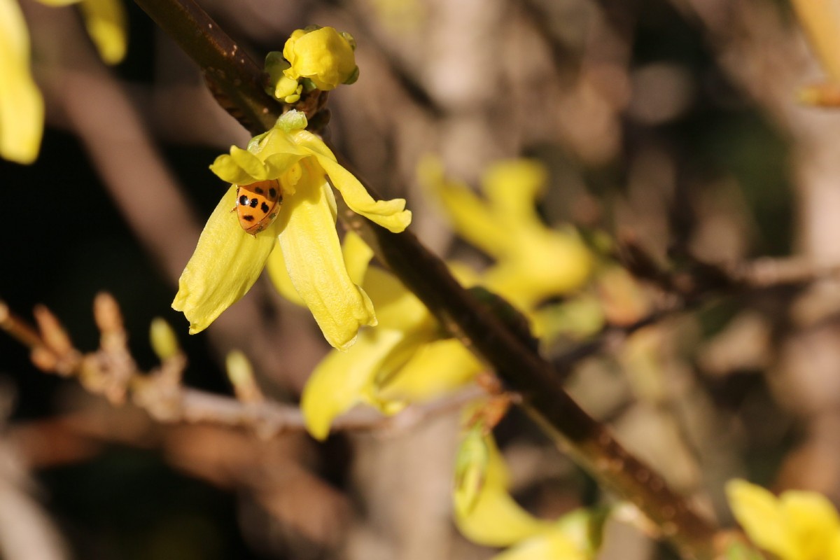 Der erste Besucher - Im Februar