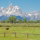 Der erste Bison zeigt sich