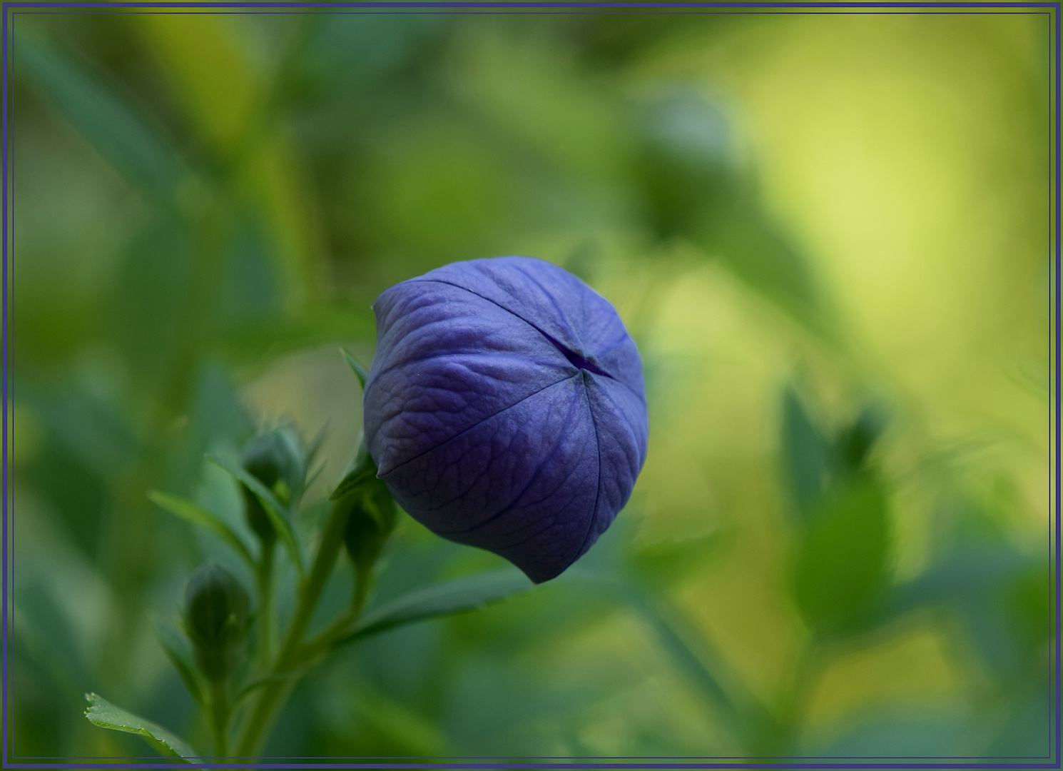 Der erste blaue Ballon will sich bald entfalten.