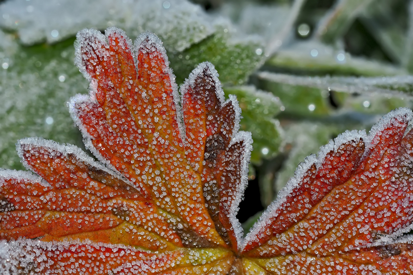 Der erste Bodenfrost... - La première gelée blanche!