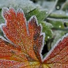 Der erste Bodenfrost... - La première gelée blanche!