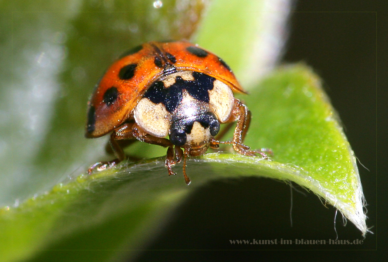 Der erste Coccinellidae