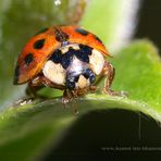 Der erste Coccinellidae