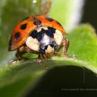 Der erste Coccinellidae