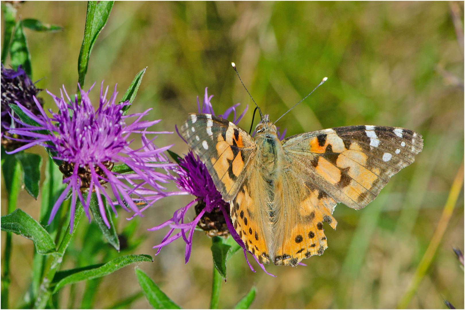 Der erste Distelfalter (Vanessa cardui) des Jahres 2020 . . .