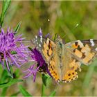 Der erste Distelfalter (Vanessa cardui) des Jahres 2020 . . .