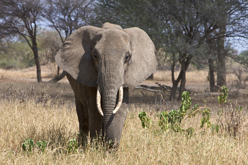 Der erste Elefant auf unserer Safari - gesehen im Tarangire NP - vorsicht es kommen noch mehr