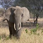 Der erste Elefant auf unserer Safari - gesehen im Tarangire NP - vorsicht es kommen noch mehr