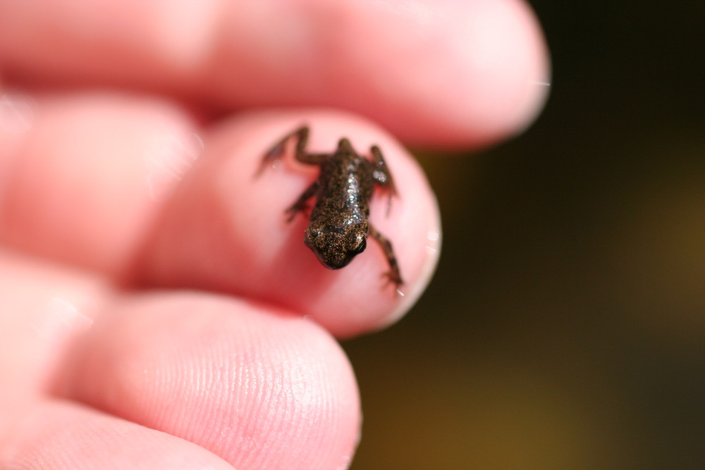 Der erste fertige Frosch aus dem Teich meiner Eltern