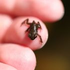 Der erste fertige Frosch aus dem Teich meiner Eltern