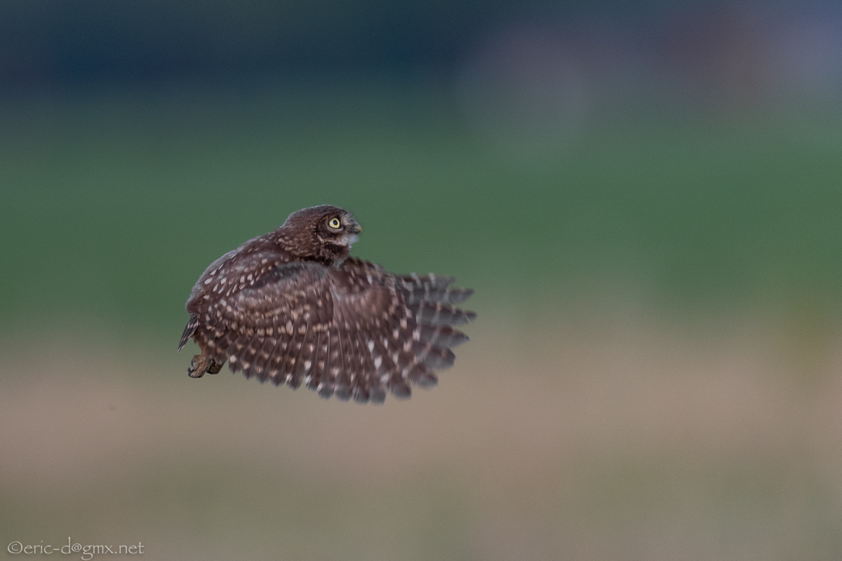 Der erste Flug des kleinen Kauzes