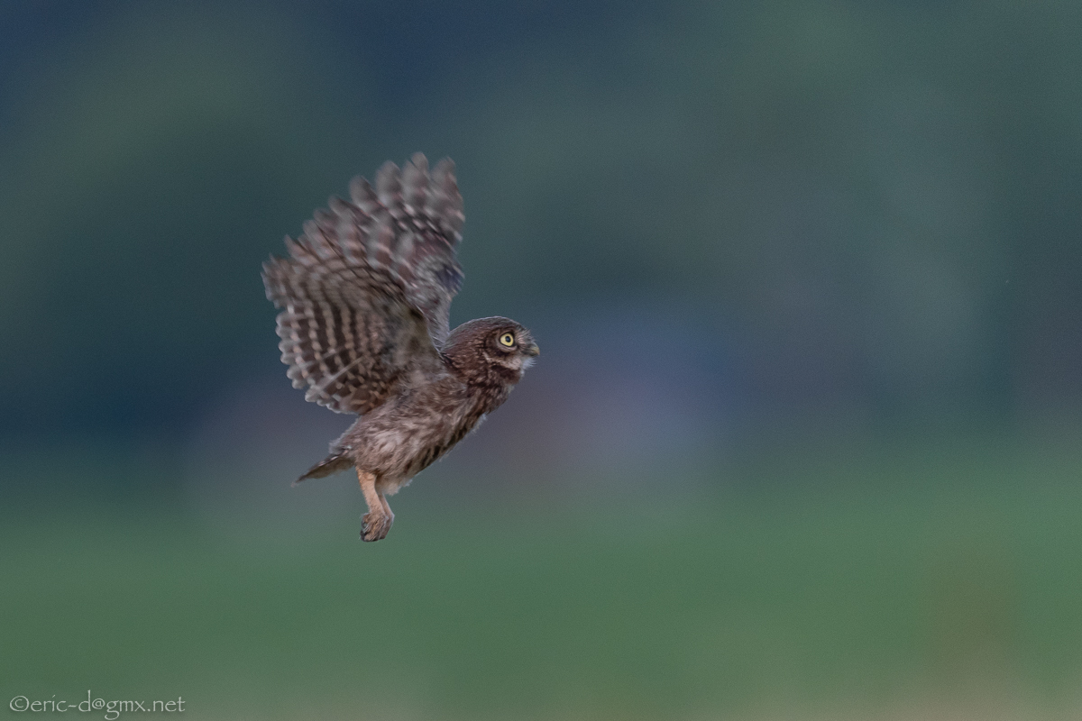 Der erste Flug des kleinen Kauzes