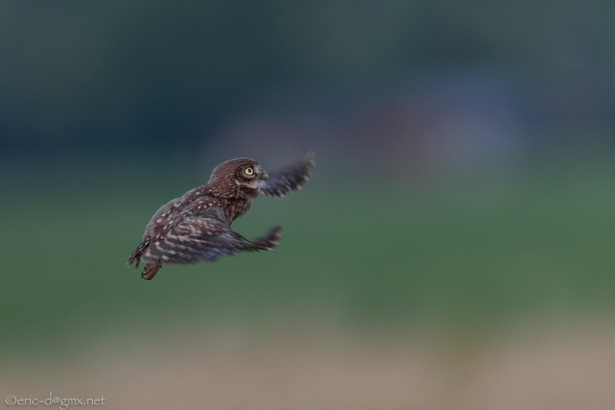 Der erste Flug des kleinen Kauzes