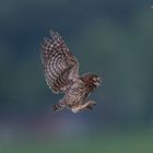 Der erste Flug des kleinen Kauzes