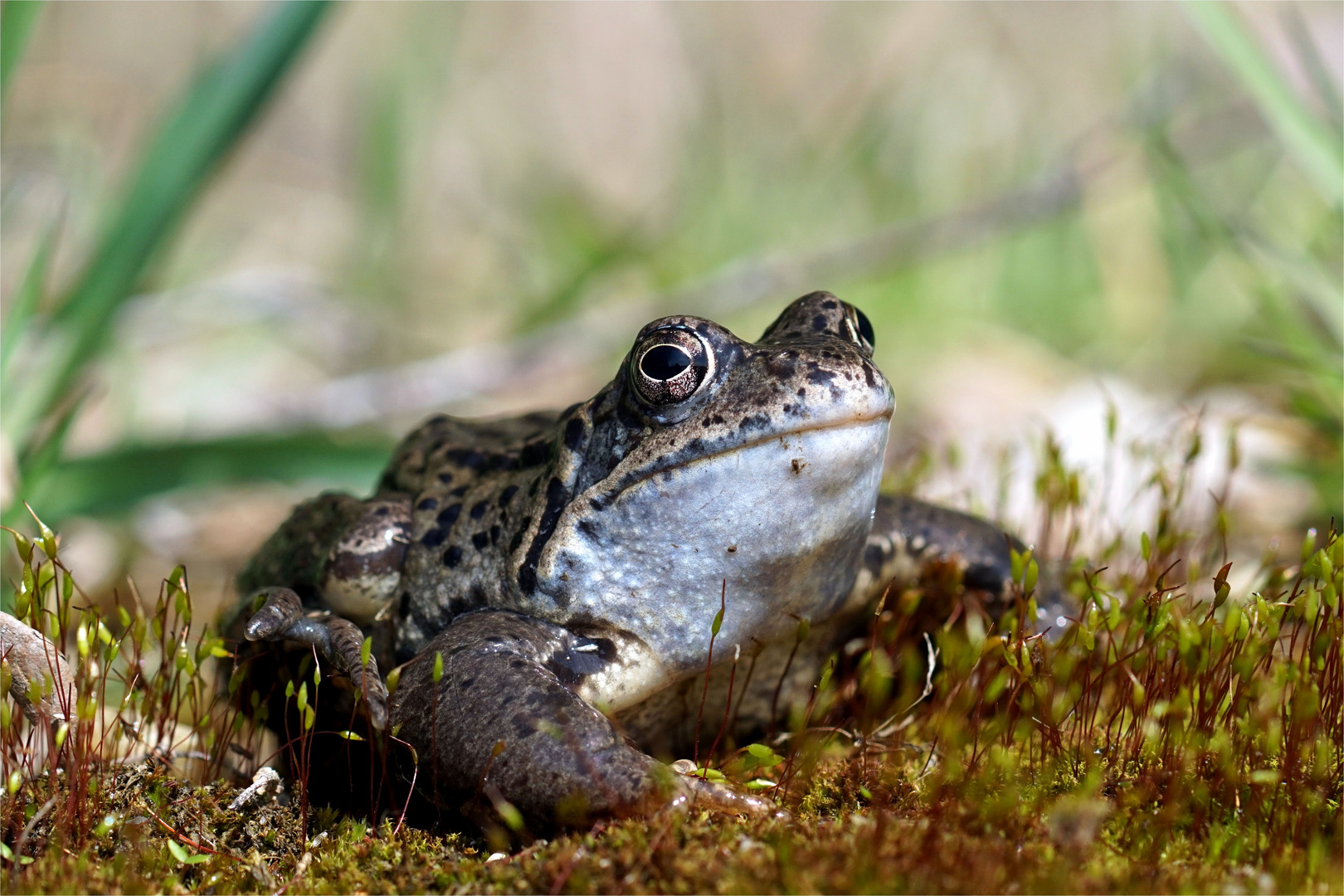 Der erste Fotofrosch im Jahr ist immer der schönste...