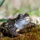 Der erste Fotofrosch im Jahr ist immer der schönste...