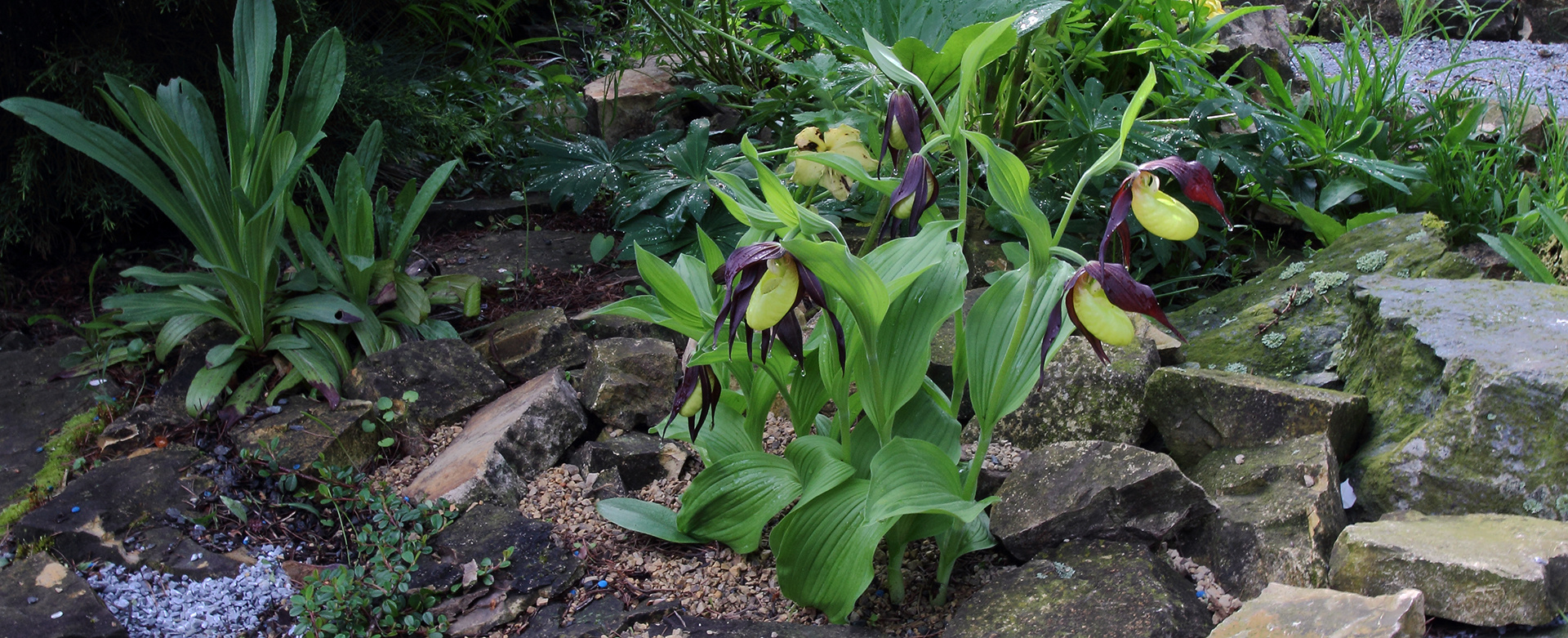 Der erste Fototag im Leben eines Frauenschuhs Cypripedium calceolus  2016...