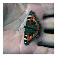 der erste freifliegende Schmetterling, der mir 2006 vor die Linse gekommen ist!
