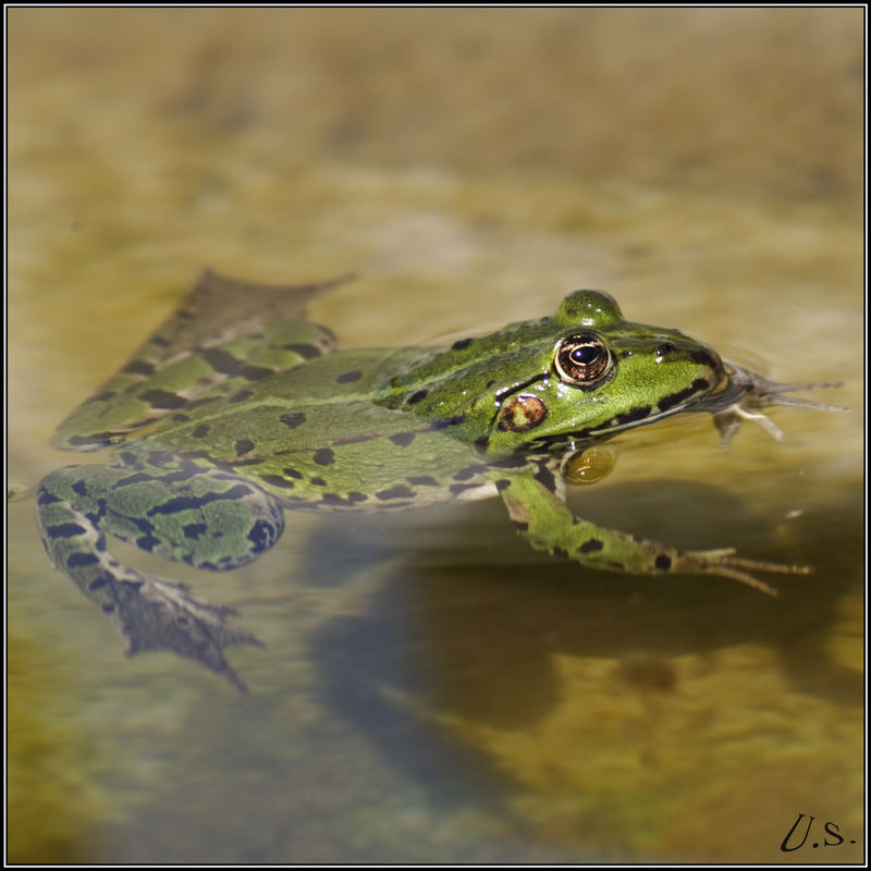 Der erste Frosch in unserem Teich