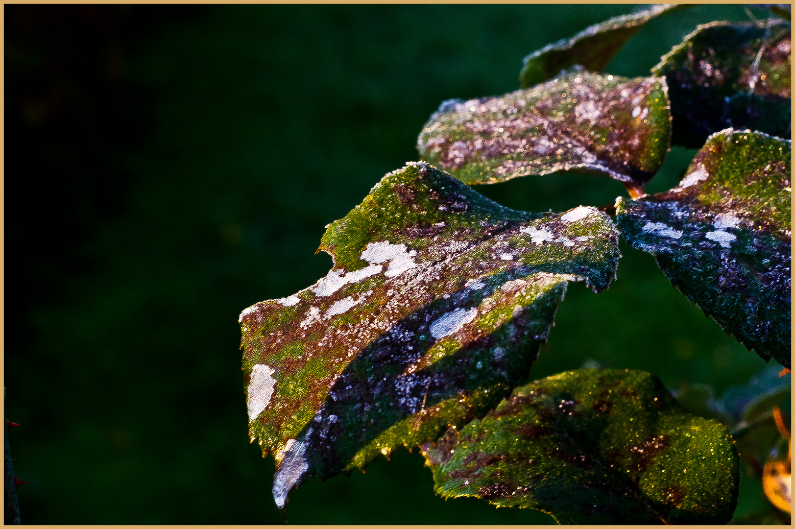 Der erste Frost.