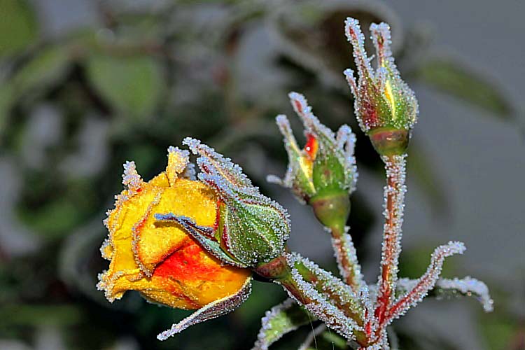 der erste Frost...........