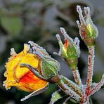 der erste Frost...........