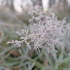 der erste Frost