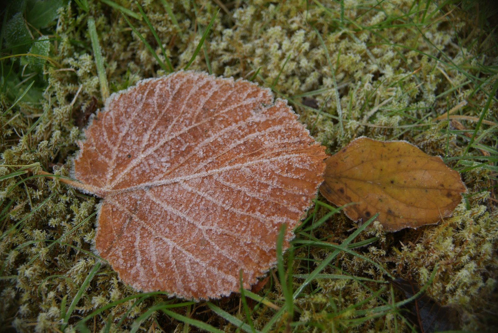 der erste Frost