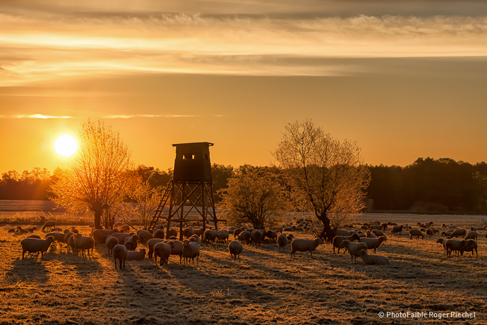 der erste frost