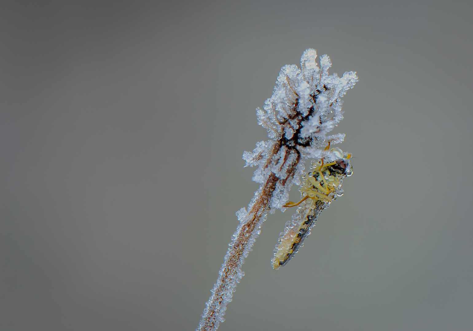 Der erste Frost